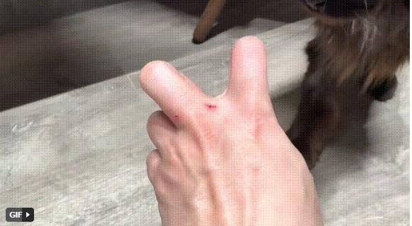 Trấn Thành bị cào chảy máu, bay màu loạt chai nước hoa đắt đỏ-2