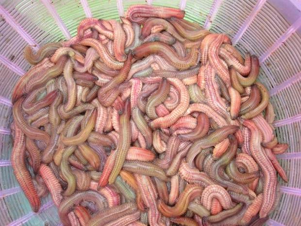 Chiêm ngưỡng cách thu hoạch đặc sản rồng đất giá cả triệu/kg-1