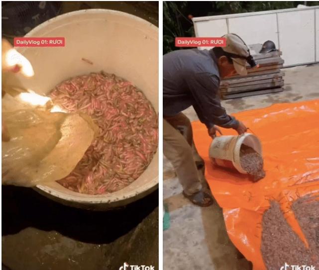 Chiêm ngưỡng cách thu hoạch đặc sản rồng đất giá cả triệu/kg-2