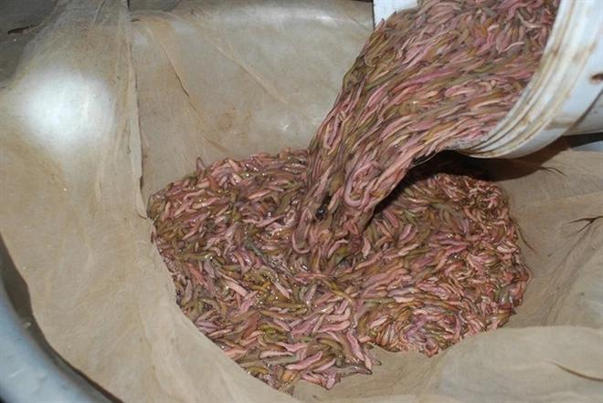 Chiêm ngưỡng cách thu hoạch đặc sản rồng đất giá cả triệu/kg-3