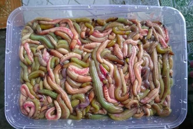 Chiêm ngưỡng cách thu hoạch đặc sản rồng đất giá cả triệu/kg-4