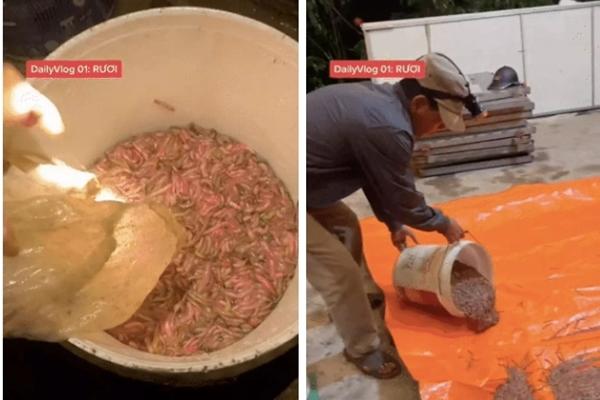 Chiêm ngưỡng cách thu hoạch đặc sản 'rồng đất' giá cả triệu/kg