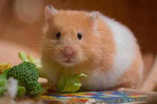 4 con giáp may mắn đủ đường, gặt hái tài lộc trong tuần mới