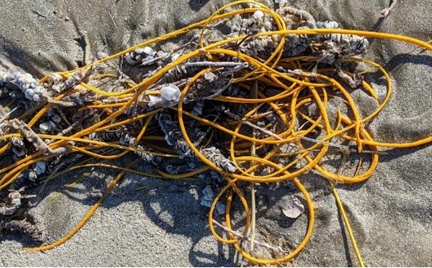 Hốt hoảng dọn đống dây cáp dạt vào bờ biển, chuyên gia: Đừng sờ vào!-1