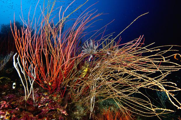 Hốt hoảng dọn đống dây cáp dạt vào bờ biển, chuyên gia: Đừng sờ vào!-2