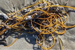 Hốt hoảng dọn đống 'dây cáp' dạt vào bờ biển, chuyên gia: Đừng sờ vào!