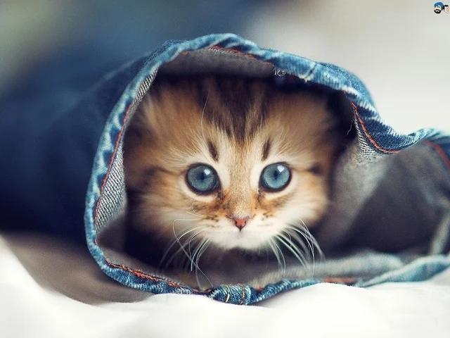 Tết Nhâm Dần 2022: Thời tới giúp 3 con giáp mua nhà, tậu xe-2