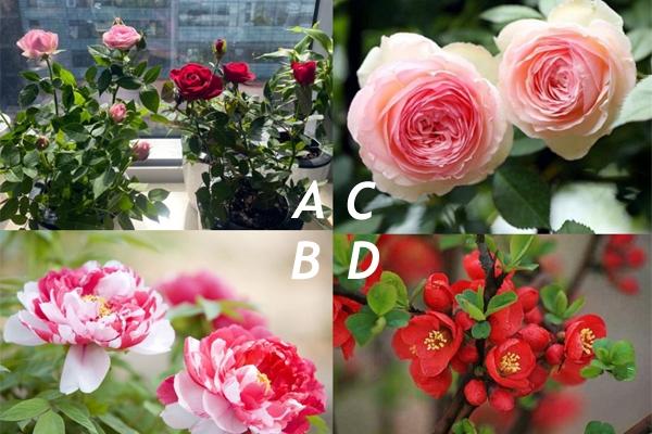 Trắc nghiệm: Chỉ số bốc đồng của bạn là bao nhiêu phần trăm?-2