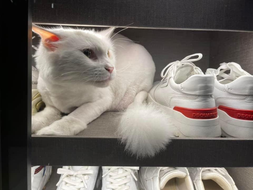 Hari Won tuyệt thực, câm lặng vì xót xa mèo cưng rơi lầu tử vong-3