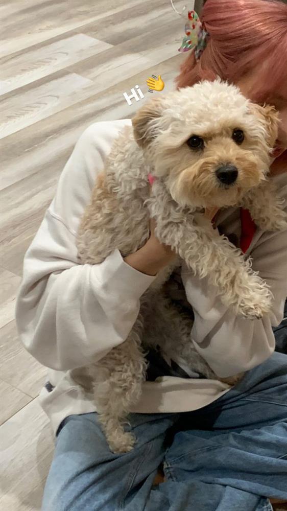 Lisa BLACKPINK lây Covid-19 từ ai?-9