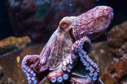 Nước Anh công bố dự luật bảo vệ loài bạch tuộc và tôm hùm