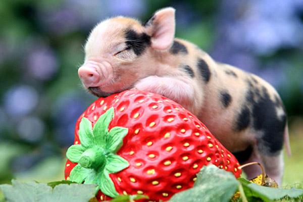 Tử vi 12 con giáp thứ Bảy 27/11/2021: Tý hãy thôi bao đồng-5