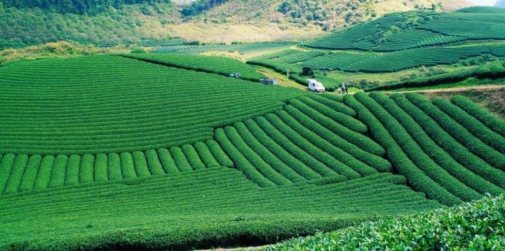 Đường cong tuyệt mỹ của đồi chè Mộc Châu từ trên cao-1