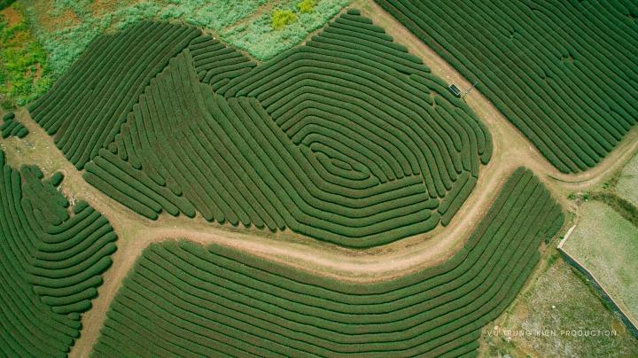 Đường cong tuyệt mỹ của đồi chè Mộc Châu từ trên cao-3