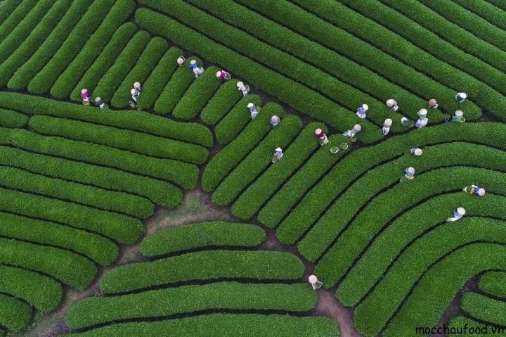 Đường cong tuyệt mỹ của đồi chè Mộc Châu từ trên cao-4