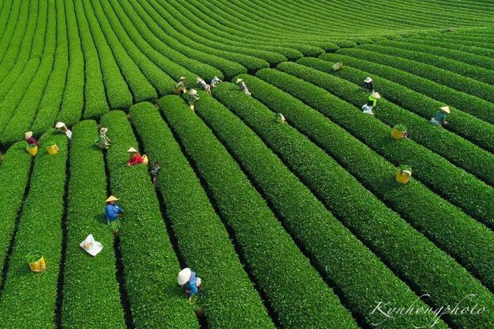 Đường cong tuyệt mỹ của đồi chè Mộc Châu từ trên cao-5