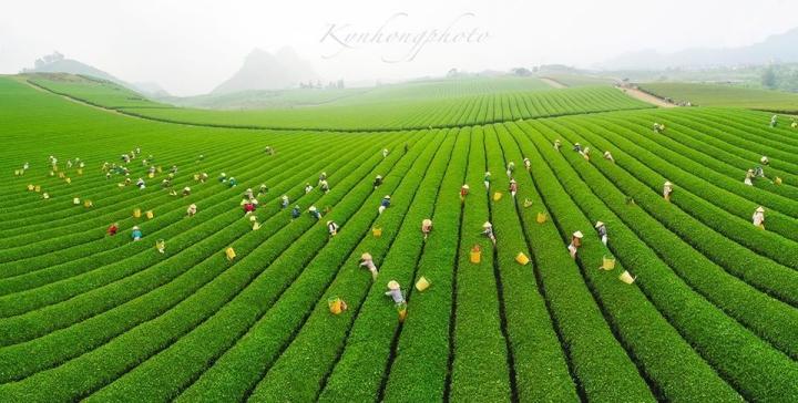 Đường cong tuyệt mỹ của đồi chè Mộc Châu từ trên cao-6