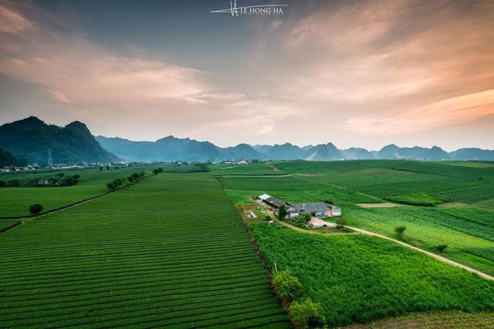 Đường cong tuyệt mỹ của đồi chè Mộc Châu từ trên cao-8