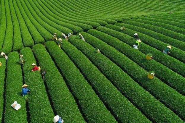 Tọa độ đẹp hệt như ảnh nền huyền thoại Windows 98 ở Mộc Châu-11