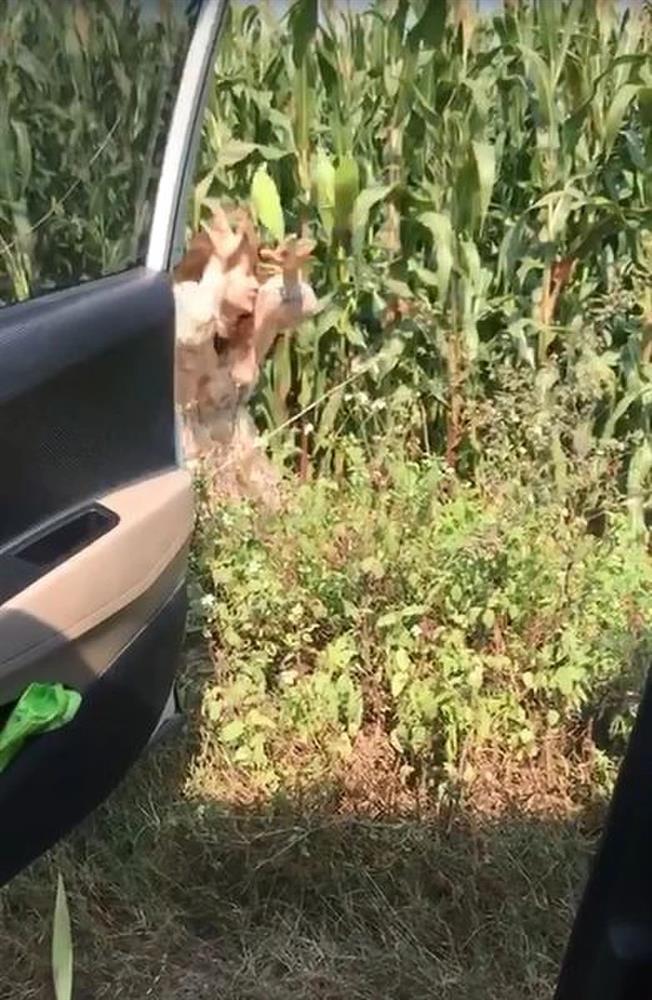 Nhóm bạn trẻ ngồi ô tô đi bẻ trộm ngô, thái độ gây bức xúc-1