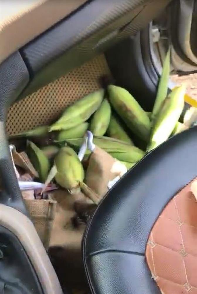 Nhóm bạn trẻ ngồi ô tô đi bẻ trộm ngô, thái độ gây bức xúc-2