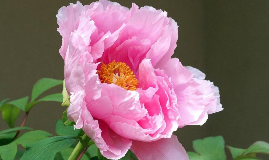 Phụ nữ sinh tháng Âm lịch này, phúc khí vượng, gia đình sung túc-2