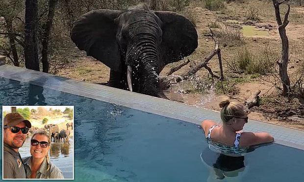 Cuộc chạm trán với voi Nam Phi ở cự ly gần và cái kết-1