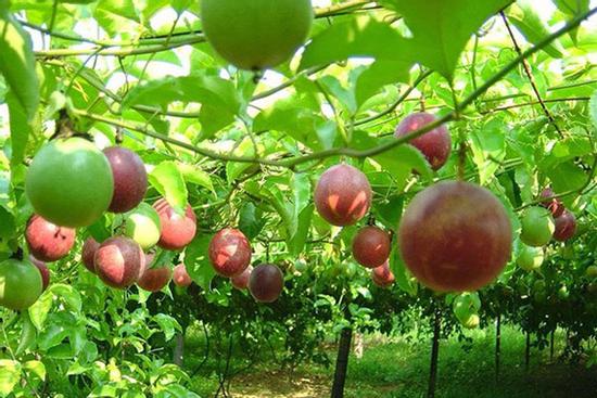 Loại quả cực rẻ tại Việt Nam nhưng chất lượng hàng đầu thế giới