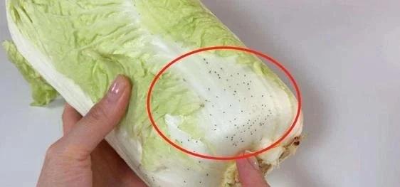 Mua cải thảo chỉ cần nhìn đúng 1 điểm là biết rau phun thuốc sâu!-2