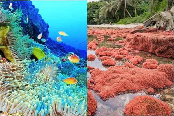 Đảo kỳ lạ Jamaica phục hồi tăng trưởng du lịch bất chấp Covid-19-7