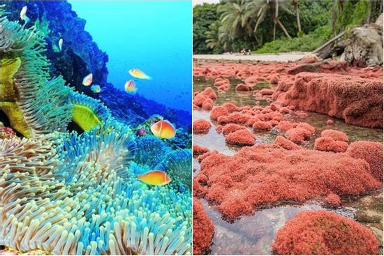 'Đảo Giáng sinh' nhưng không liên quan gì đến Giáng sinh