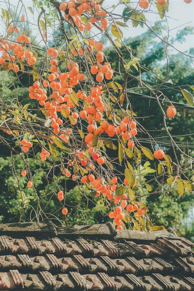 Cây hồng trăm tuổi đẹp ngất ngây ở Ninh Bình, ngã vào là u mê-3