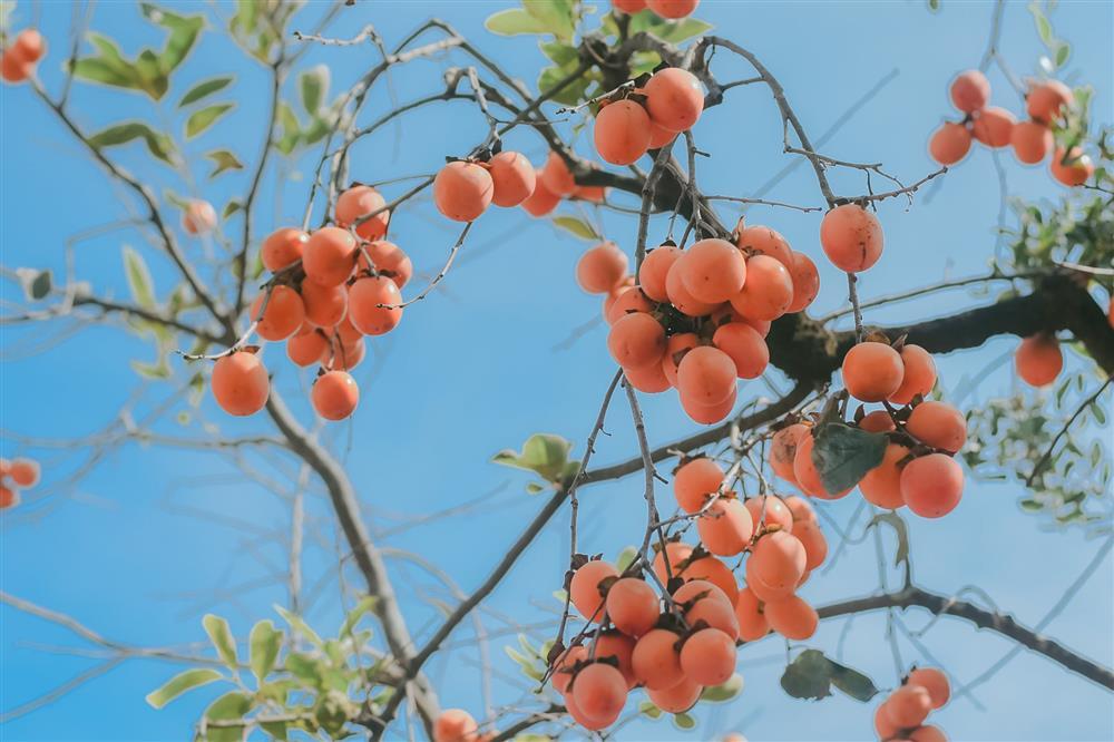 Cây hồng trăm tuổi đẹp ngất ngây ở Ninh Bình, ngã vào là u mê-2