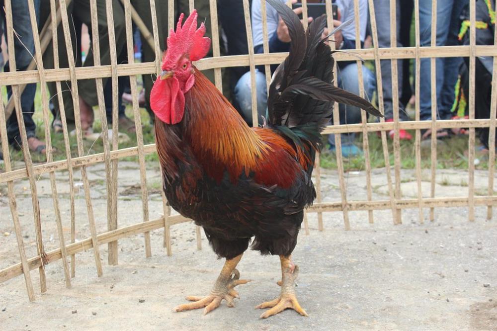 Gà sáu cựa Mẫu Sơn - sản vật độc lạ có giá 600.000 đồng/kg-1