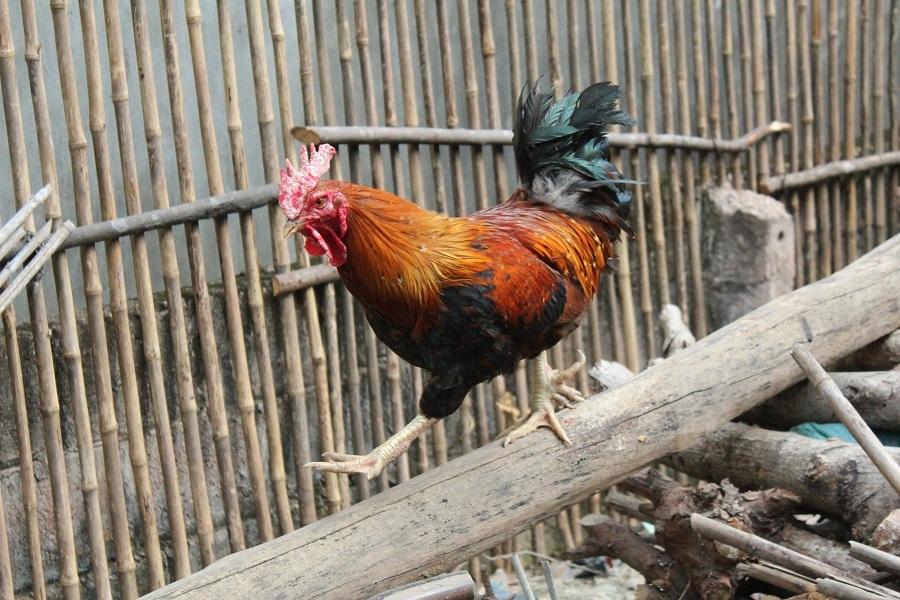 Gà sáu cựa Mẫu Sơn - sản vật độc lạ có giá 600.000 đồng/kg-2
