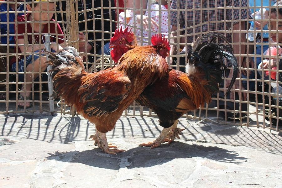 Gà sáu cựa Mẫu Sơn - sản vật độc lạ có giá 600.000 đồng/kg-3