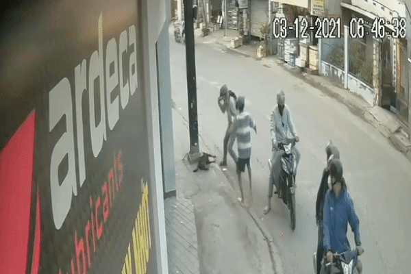 Kiểm tra quán thịt chó, bắt luôn chủ quán và cẩu tặc-3