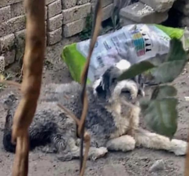 Con gái bị chồng hờ hãm hiếp, mẹ bao che đổ lỗi cho chó tấn công-1