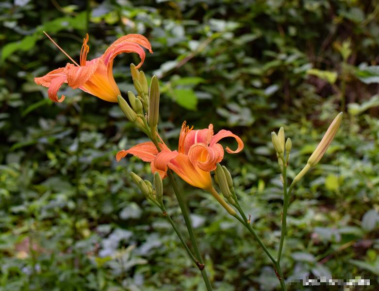 Trẻ sinh vào 3 khung giờ Âm lịch này tương lai tươi sáng-3