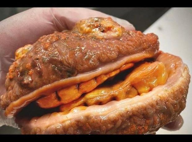 Thợ săn thủy quái bắt được con cá kỳ dị giống bánh mì kẹp thịt-1