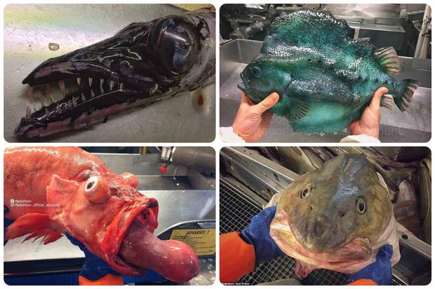 Thợ săn thủy quái bắt được con cá kỳ dị giống bánh mì kẹp thịt-2