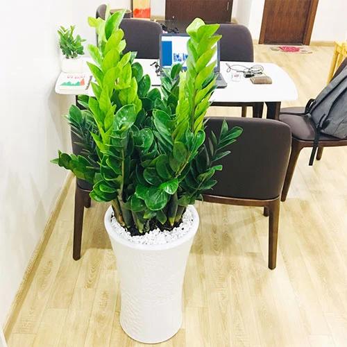 6 loại cây hợp vía Thần Tài, nên trồng trong nhà rước tài lộc-2