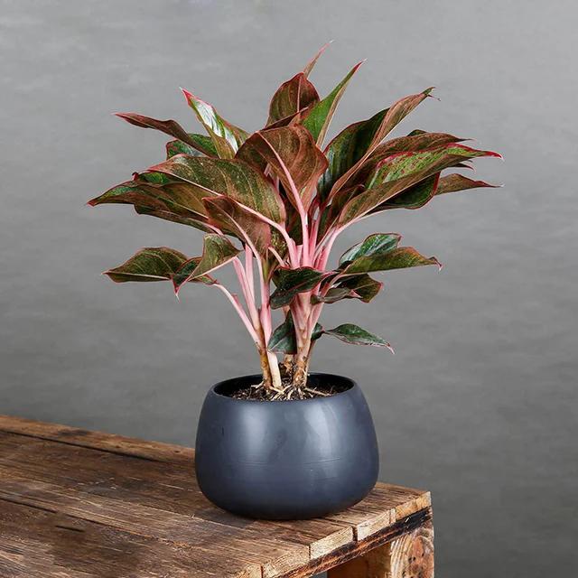 6 loại cây hợp vía Thần Tài, nên trồng trong nhà rước tài lộc-4