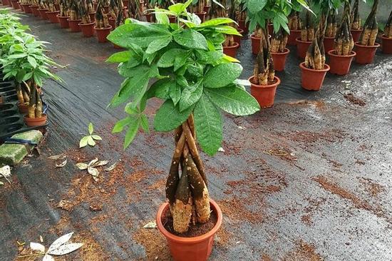 6 loại cây hợp vía Thần Tài, nên trồng trong nhà rước tài lộc