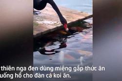 Thiên nga đen dùng miệng gắp thức ăn cho đàn cá koi