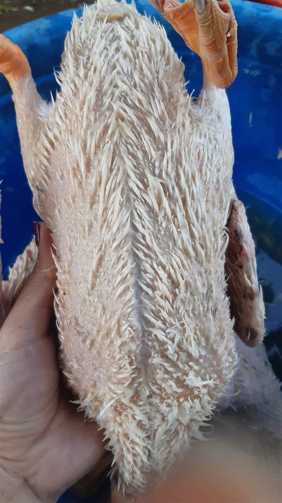 Trổ tài thịt vịt, cô gái cho ra lò thành phẩm sởn gai ốc, nhìn muốn ói-2