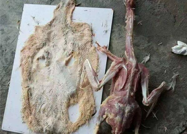 Trổ tài thịt vịt, cô gái cho ra lò thành phẩm sởn gai ốc, nhìn muốn ói-4