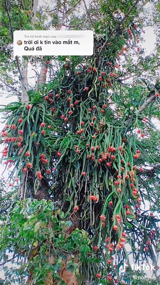 Những cây thanh long mọc nơi trắc trở, gia chủ chỉ bó tay nhìn-1