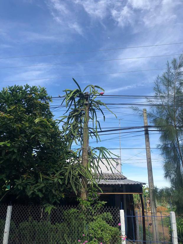 Những cây thanh long mọc nơi trắc trở, gia chủ chỉ bó tay nhìn-2