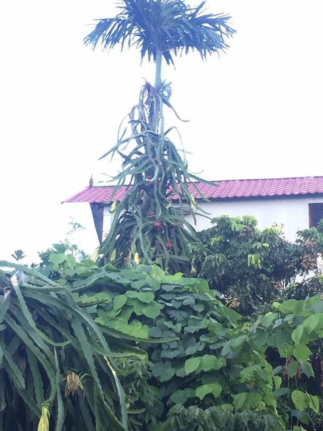 Những cây thanh long mọc nơi trắc trở, gia chủ chỉ bó tay nhìn-4